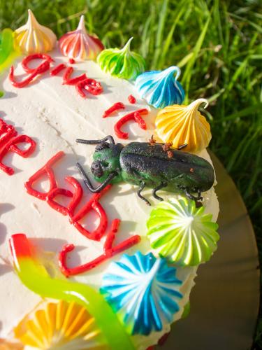 Sugar paste cockroach on a white cake